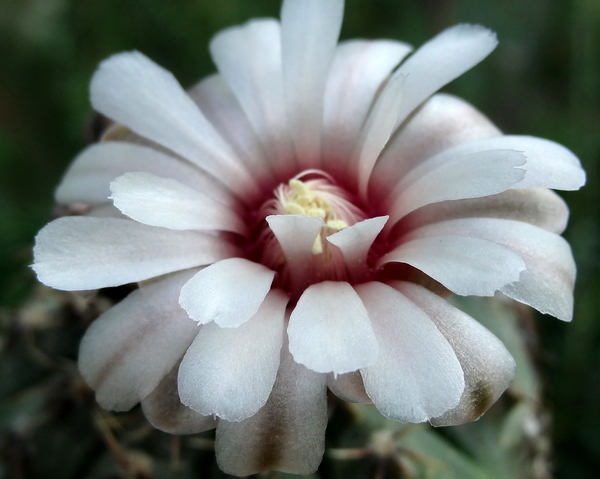 DSC03971Gymnocalycium bodenbenderianum