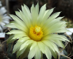 DSC03972Coryphantha bumamma