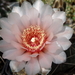 DSC03981Gymnocalycium ritterianum