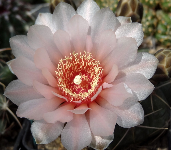 DSC03981Gymnocalycium ritterianum