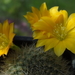 DSC03982Rebutia senilis v. kesselringiana