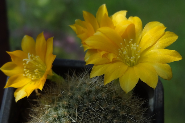 DSC03982Rebutia senilis v. kesselringiana