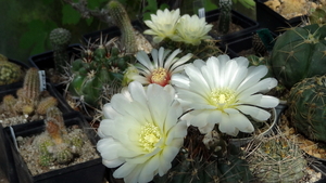 DSC03987Gymnocalycium gibbosum v. nobile