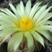 DSC04004Coryphantha bumamma