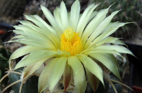 DSC04004Coryphantha bumamma