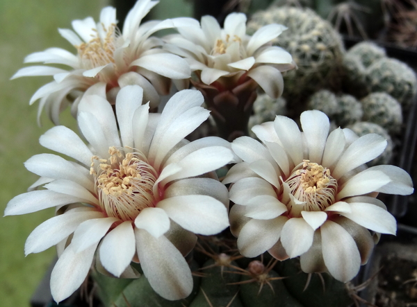 DSC04006Gymnocalycium guanchinense VS 39