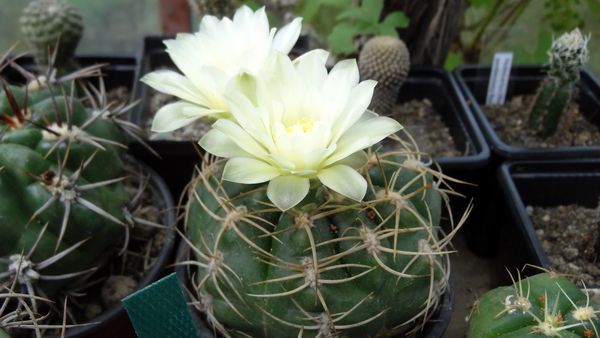 DSC04008Gymnocalycium multiflorum