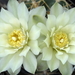 DSC04010Gymnocalycium multiflorum