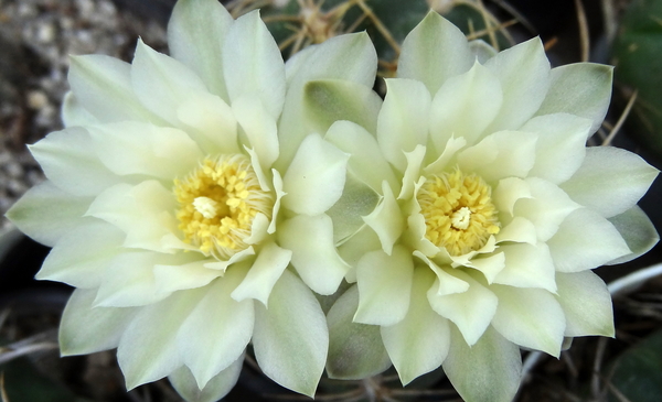 DSC04010Gymnocalycium multiflorum