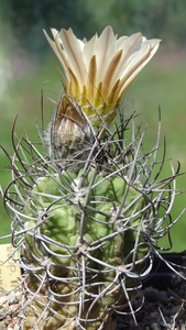 DSC04033Neoporteria neohankeana FR 212A