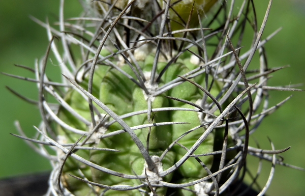 DSC04034Neoporteria neohankeana FR 212A