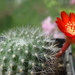 DSC04039Rebutia sp. nova KB 211