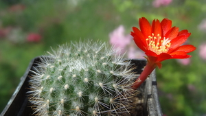 DSC04039Rebutia sp. nova KB 211