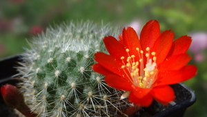 DSC04040Rebutia sp. nova KB 211