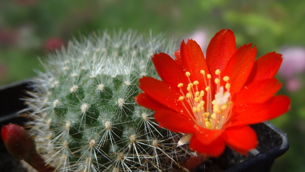 DSC04040Rebutia sp. nova KB 211