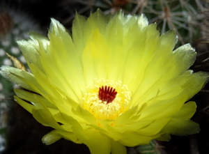 DSC04206Notocactus ottonis