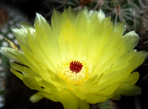 DSC04206Notocactus ottonis