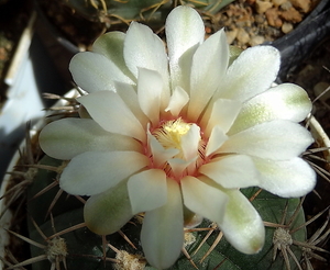 DSC04295Gymnocalycium nigriareolatum