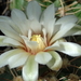 DSC04297Gymnocalycium nigriareolatum