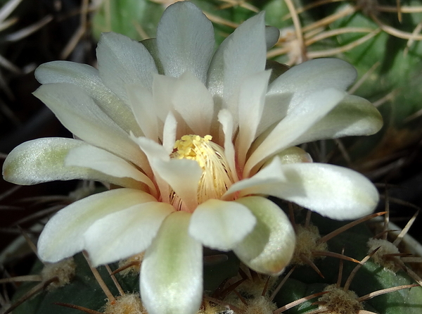 DSC04297Gymnocalycium nigriareolatum