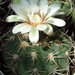 DSC04296Gymnocalycium nigriareolatum