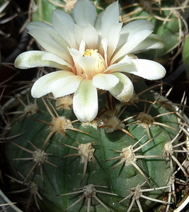 DSC04296Gymnocalycium nigriareolatum