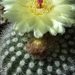 DSC04299Notocactus scopa