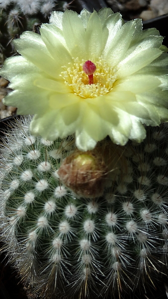 DSC04299Notocactus scopa