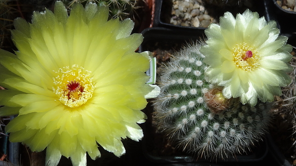 DSC04300Notocactus ottonis i scopa