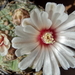 DSC04304Gymnocalycium bodenbenderianum