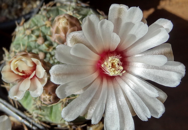 DSC04304Gymnocalycium bodenbenderianum