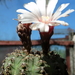 DSC04305Gymnocalycium bodenbenderianum