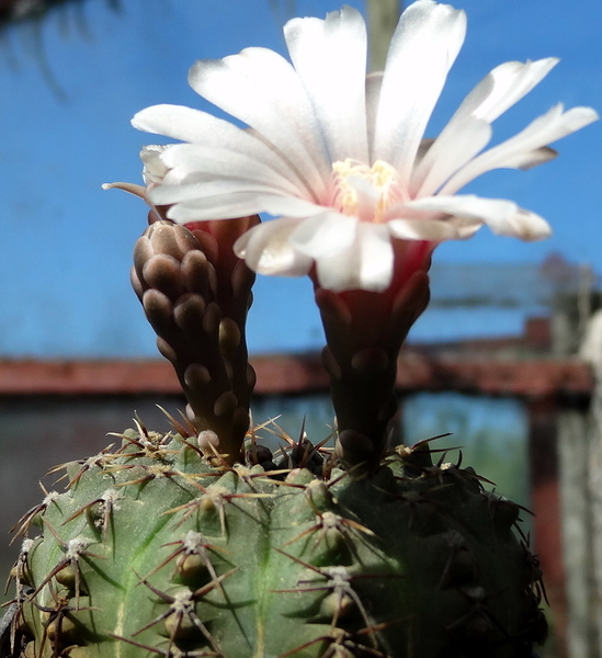 DSC04305Gymnocalycium bodenbenderianum