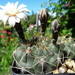 DSC04311Gymnocalycium moserianum