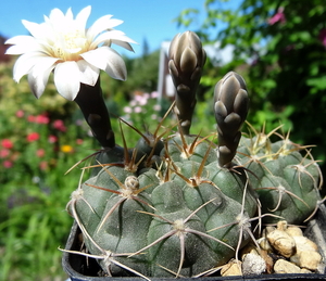 DSC04311Gymnocalycium moserianum