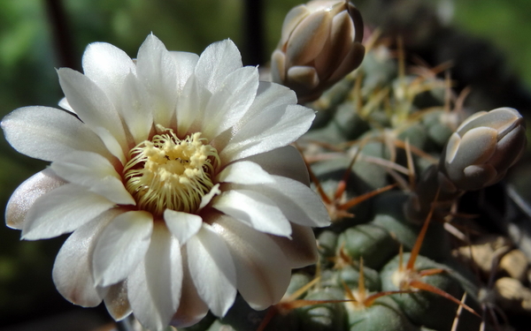 DSC04312Gymnocalycium moserianum