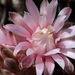 DSC04378Gymnocalycium friedrichii