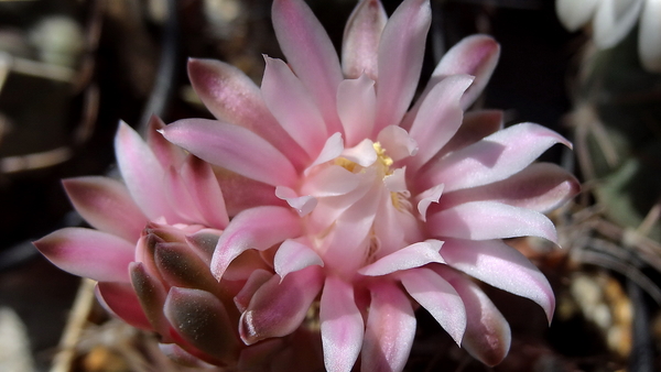 DSC04378Gymnocalycium friedrichii