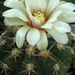 DSC04386Gymnocalycium nigriareolatum