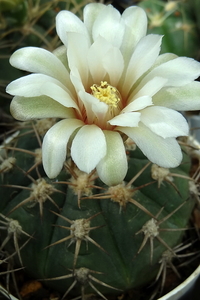 DSC04386Gymnocalycium nigriareolatum