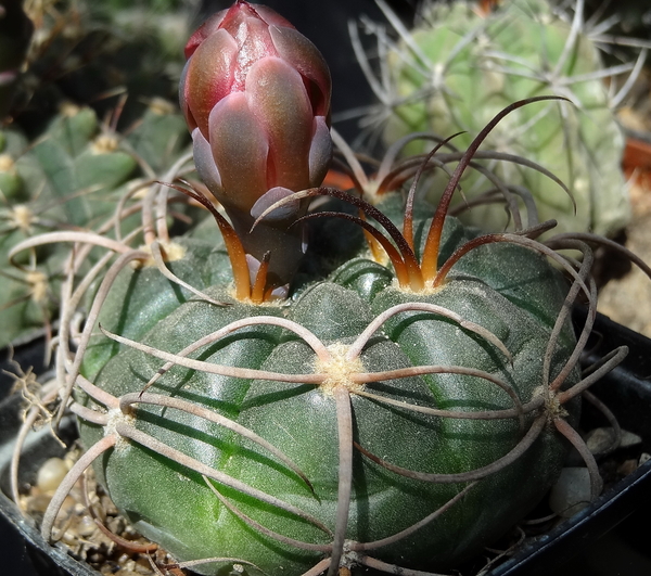 DSC04476Gymnocalycium carminanthum