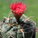 DSC04512Gymnocalycium carminanthum