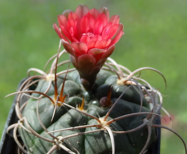 DSC04512Gymnocalycium carminanthum