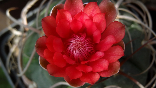 DSC04516Gymnocalycium carminanthum