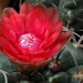 DSC04530Gymnocalycium carminanthum