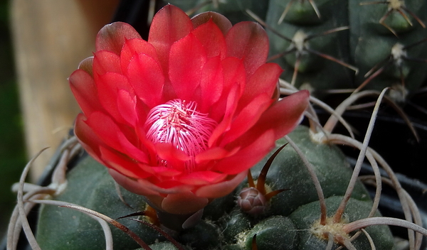 DSC04530Gymnocalycium carminanthum