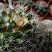 DSC04580Mammillaria marcosii