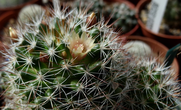 DSC04580Mammillaria marcosii