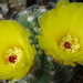 DSC04601Notocactus glaucinus HU779