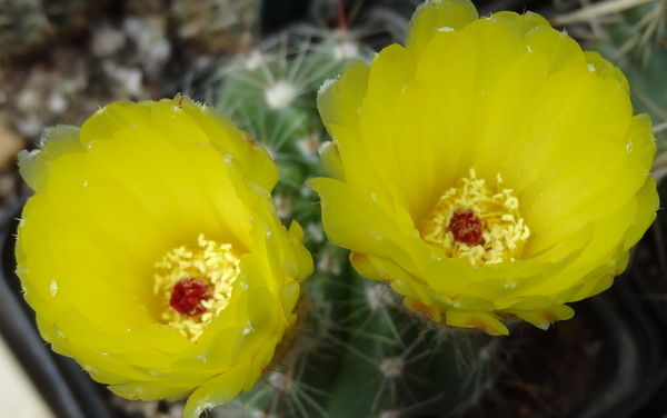 DSC04601Notocactus glaucinus HU779